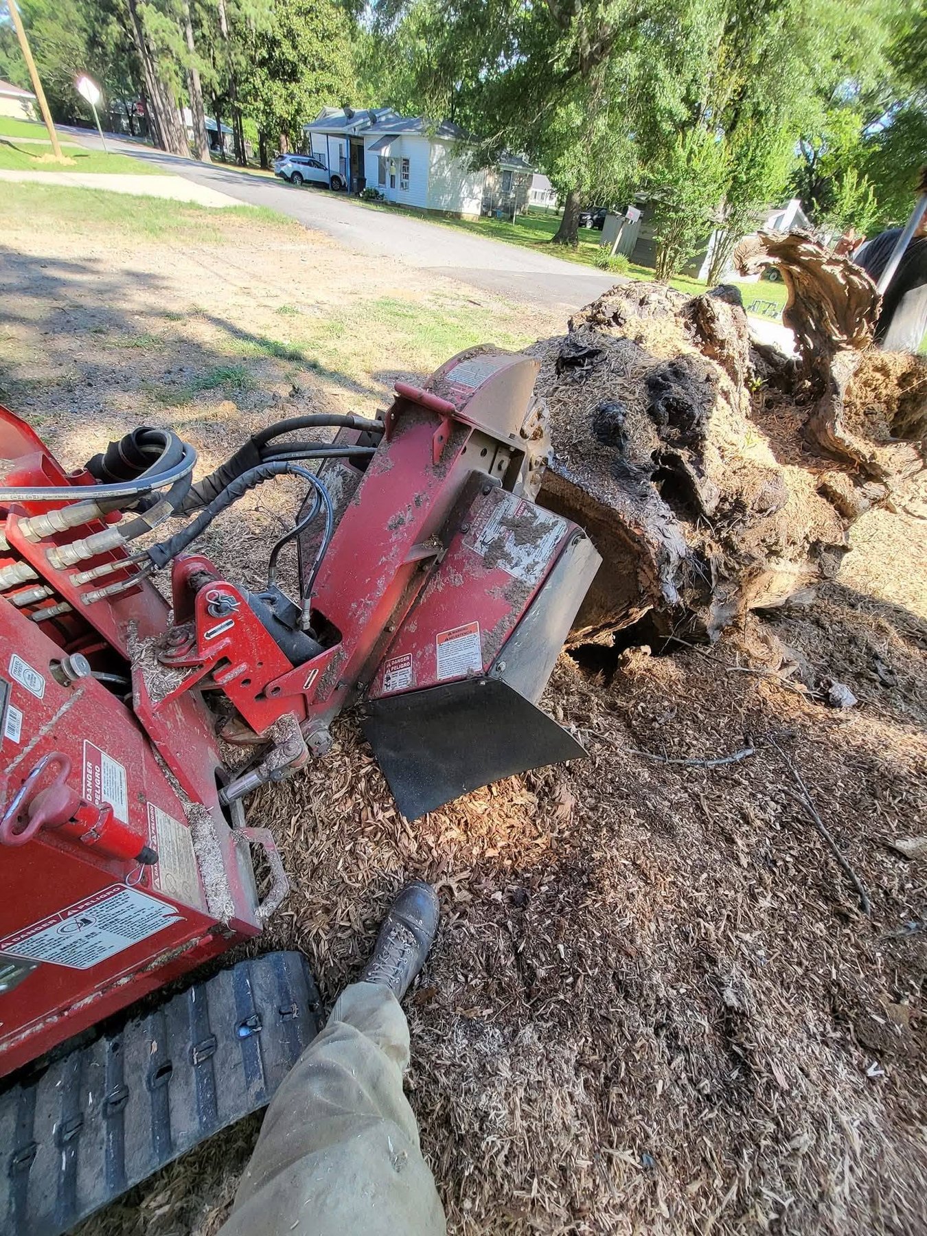Stump before grinding