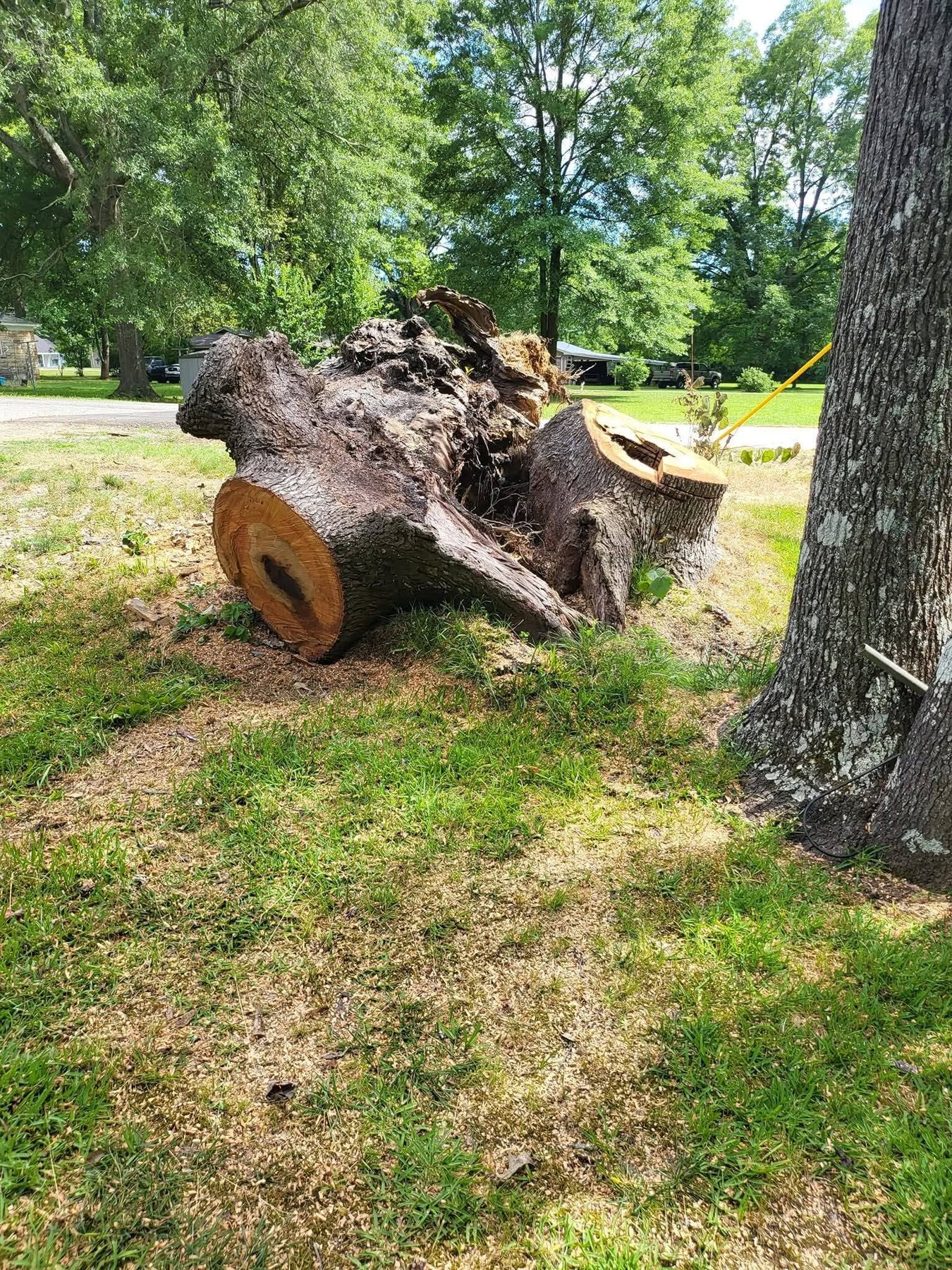 Residential stump grinding project